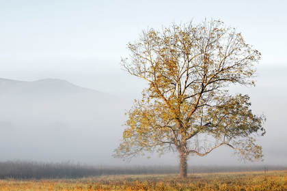 Picture of CADES COVE