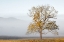 Picture of CADES COVE