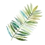 Picture of PALM FROND II