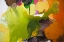 Picture of LEAF