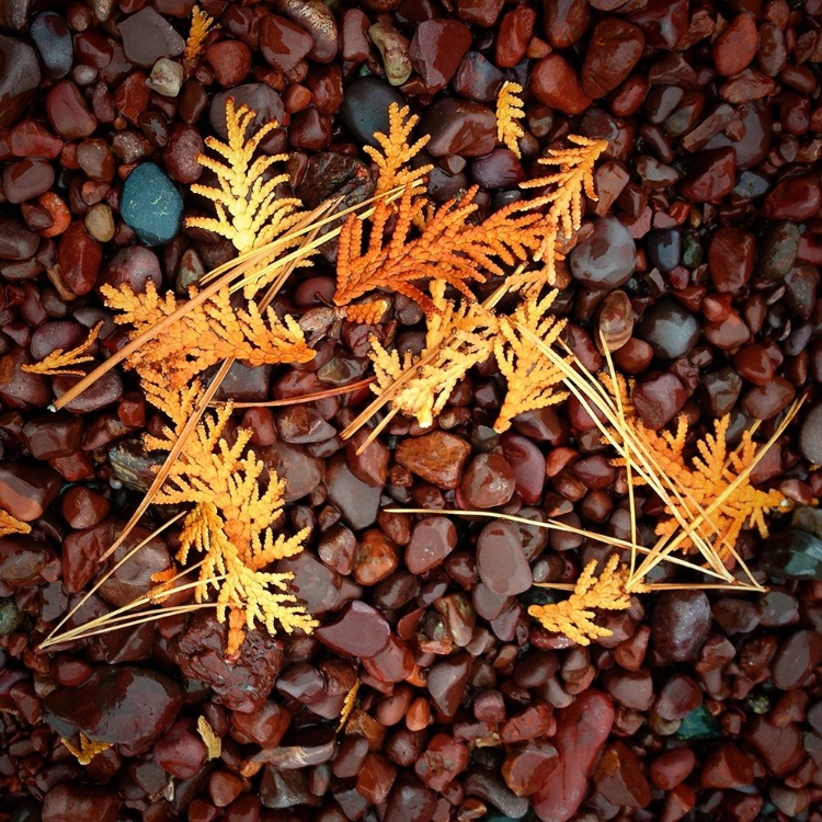 Picture of BROWN PEBBLES WITH CEDAR