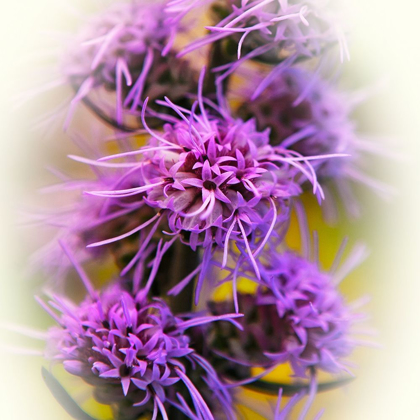 Picture of MEADOW FLOWERS