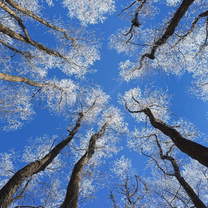 Picture of REACHING SKYWARD