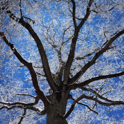 Picture of SNOW COVERED TREE