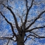 Picture of SNOW COVERED TREE
