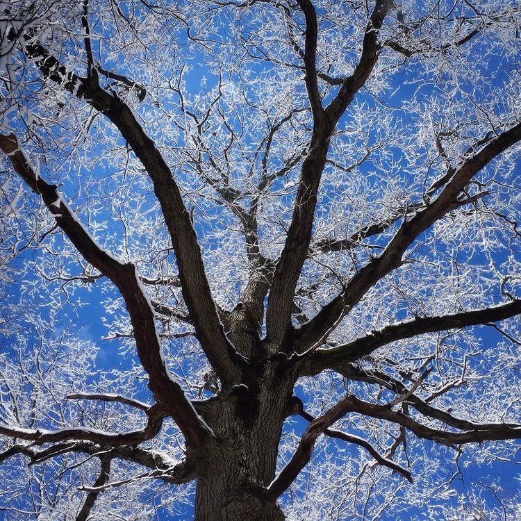 Picture of SNOW COVERED TREE