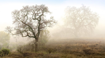 Picture of SONOMA OAK 1