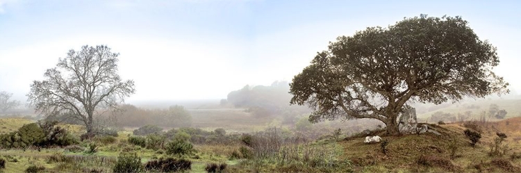 Picture of SONOMA OAK TREES NO. 1