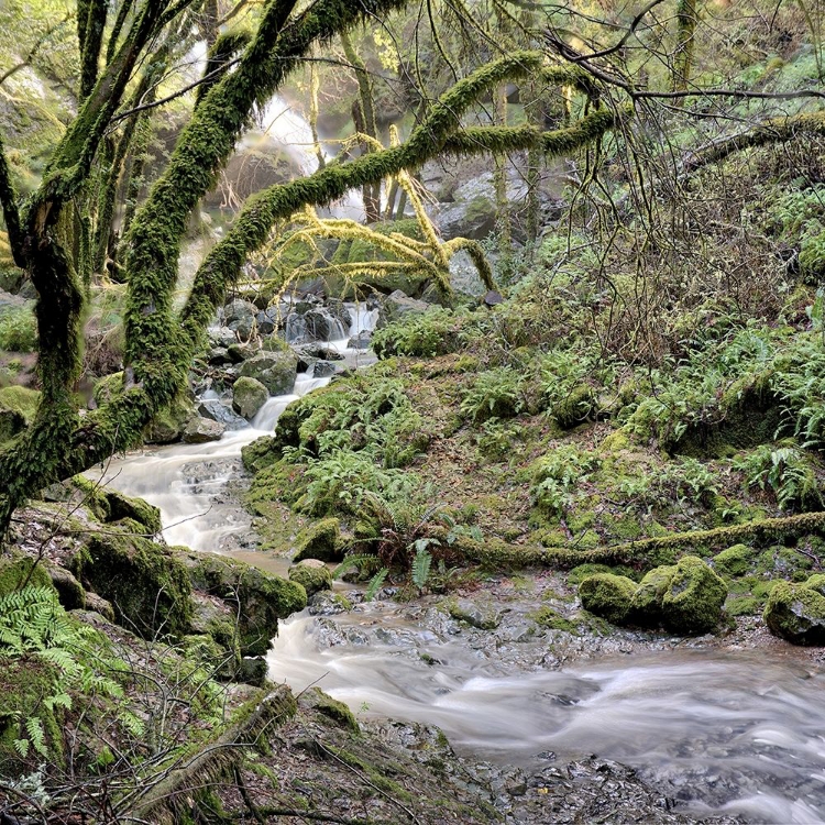 Picture of CANYON FALLS NO. 6