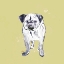 Picture of SUPER CUTE PUG