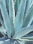 Picture of BLUE AGAVE
