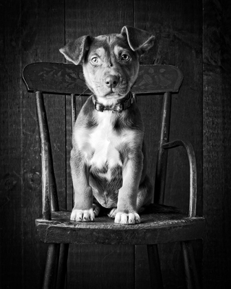 Picture of MUTT BLACK AND WHITE
