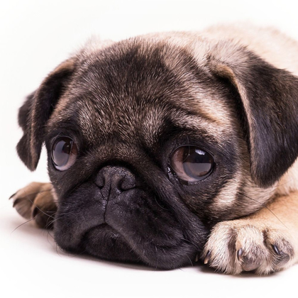 Picture of SAD SACK PUG