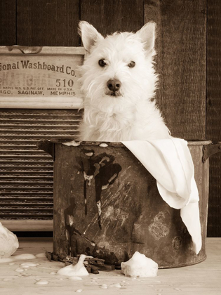 Picture of VINTAGE WASH DAY