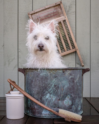 Picture of WASHING THE DOG