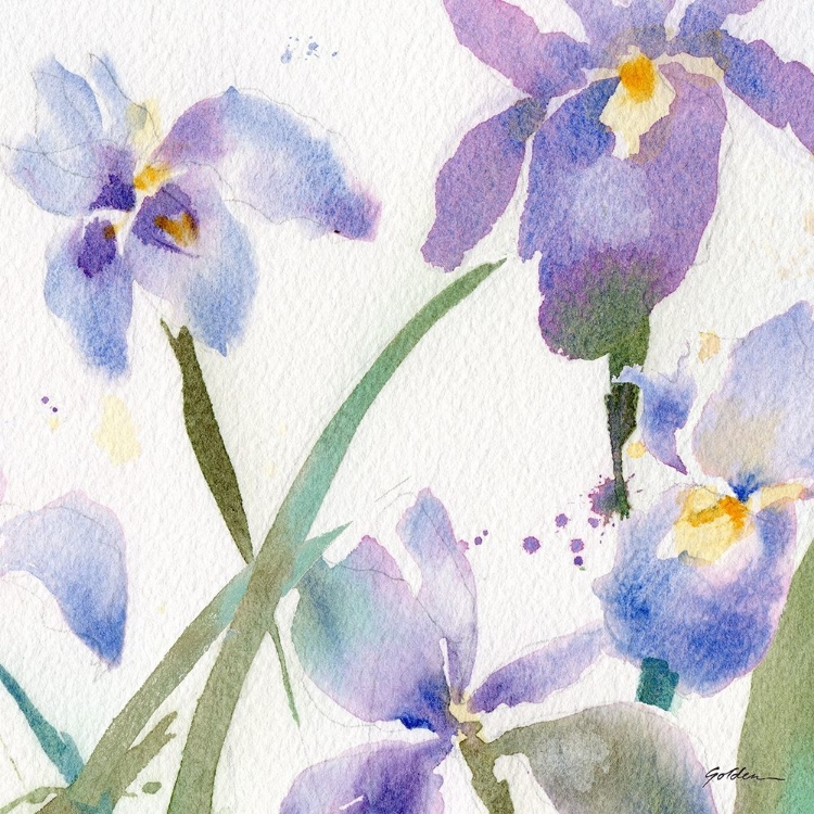 Picture of IRISES