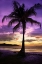 Picture of BRASALITO BAY, COSTA RICA