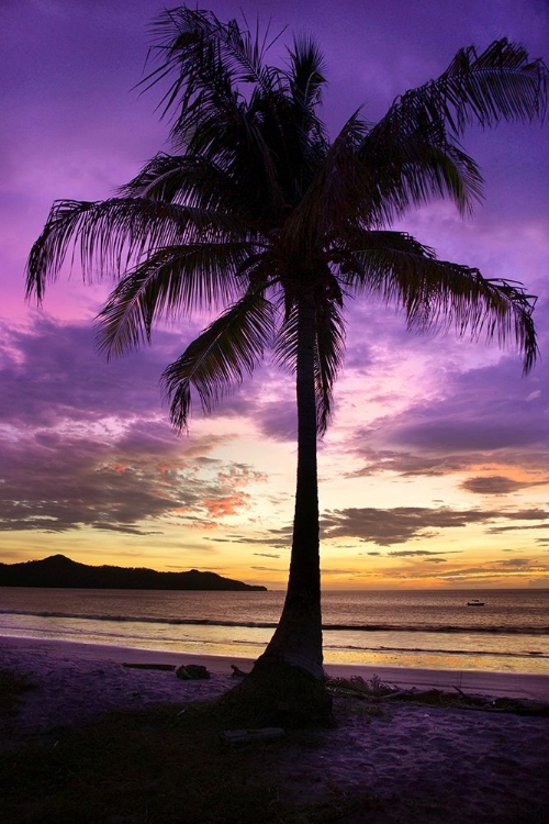 Picture of BRASALITO BAY, COSTA RICA