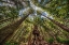Picture of AVATAR GROVE CANOPY