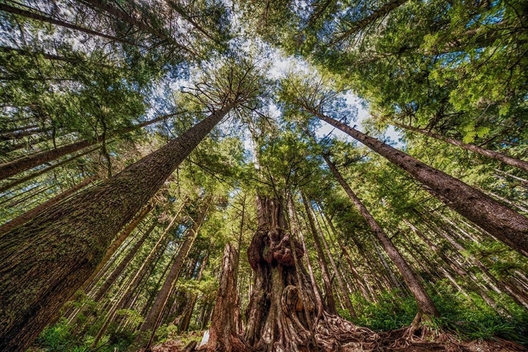 Picture of AVATAR GROVE CANOPY