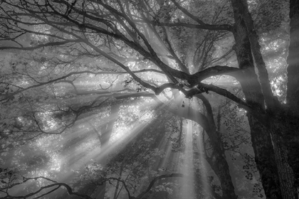 Picture of FOREST FOG