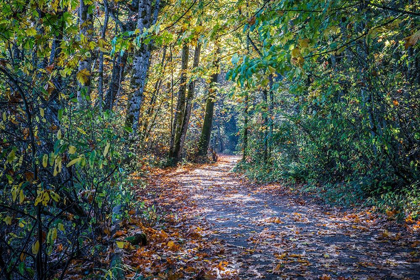 Picture of FALL COLOURS