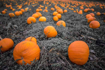 Picture of SEA OF PUMPKINS