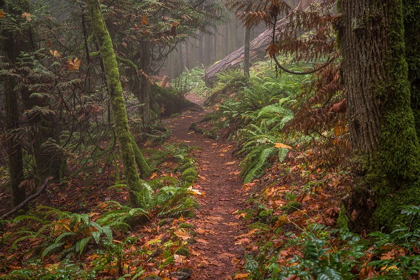 Picture of FOREST STROLL