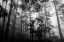 Picture of MISTY FOREST