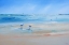 Picture of LATE GULLS