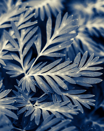 Picture of NAVY BLUE LEAVES