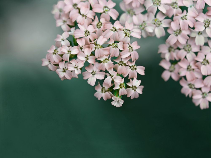 Picture of BLUSH PINK FLOWERS