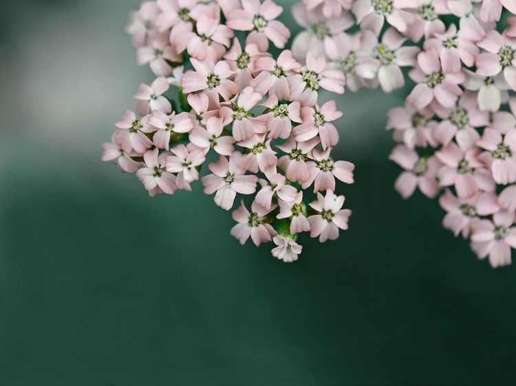 Somerset House Images. BLUSH PINK FLOWERS