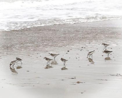 Picture of SANDPIPERS