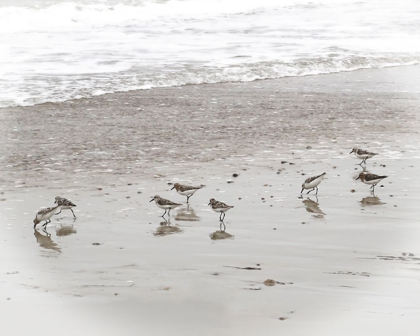 Picture of SANDPIPERS