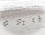 Picture of SANDPIPERS