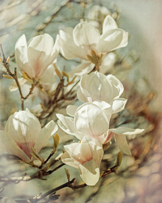 Picture of VINTAGE INSPIRED MAGNOLIAS
