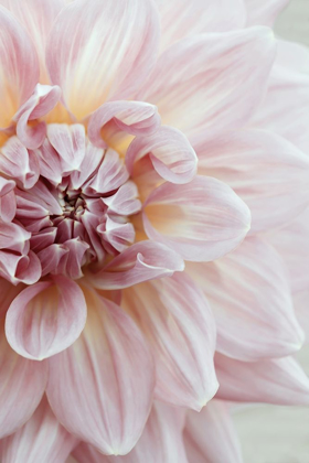 Picture of BLUSH PINK DAHLIA
