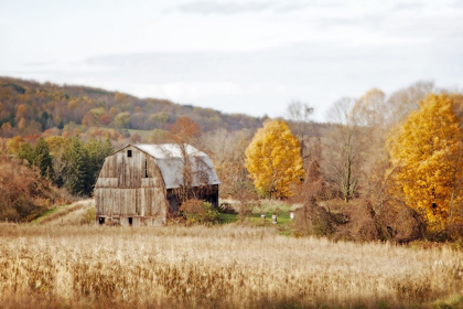 Picture of BARN & BEEHIVES