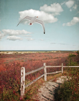 Picture of GULL OVER COASTAL TRAIL