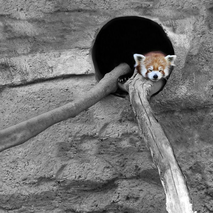 Picture of RED PANDA SLEEPING