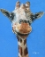 Picture of SYMONS, MELISSA