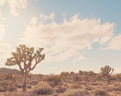 Picture of SUNSHINE AND JOSHUA TREES