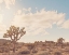 Picture of SUNSHINE AND JOSHUA TREES