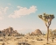 Picture of WINTER IN THE DESERT NO. 3