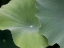 Picture of LOTUS III