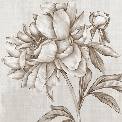 Picture of GLORIOUS PEONY II 