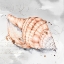 Picture of BLUSH SHELL I 