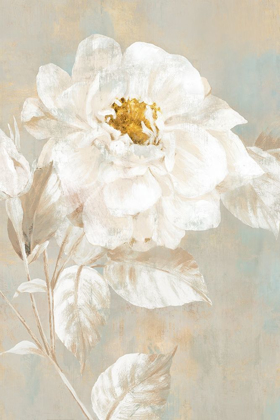 Picture of WHITE ROSE I 