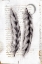 Picture of VINTAGE FEATHERS I 